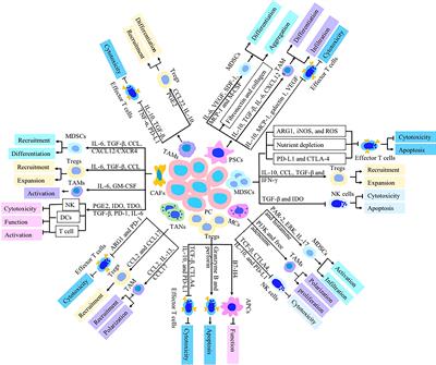 Targeting tumor immunosuppressive microenvironment for pancreatic cancer immunotherapy: Current research and future perspective